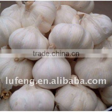 Chinese New Crop Fresh White Garlic