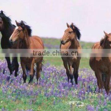 Horse Oil Painting Item No.HR/PG4U/412