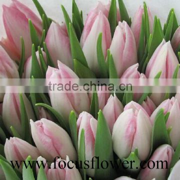 Good smell fresh cut flowers tulips cut flowers From Sunshine Yunnan