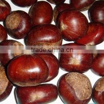 Types of Chinese 2013 crop chestnut in shell