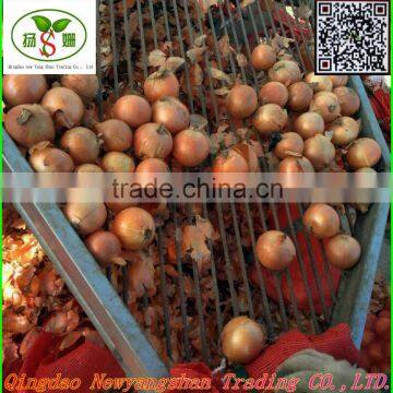Chinese exporters of good faith: fresh onion, yellow onion