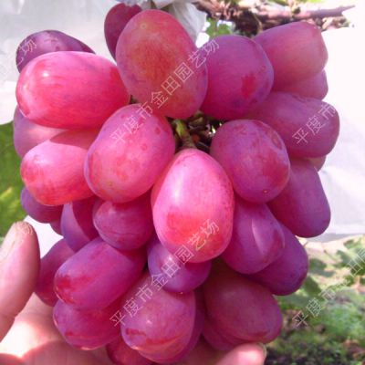 Red Xia Yin Muscat Grape seedling grape vines