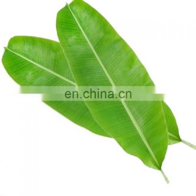 Frozen Fresh Banana Leaf/Use as Natural medicine/