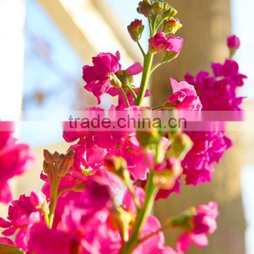 Best quality hotsell red violet flower