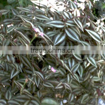 Tradescantia albiflora T. fluminesis Small Leaf Spiderwort Spiderwort Vondrande Jude Wandering Jew