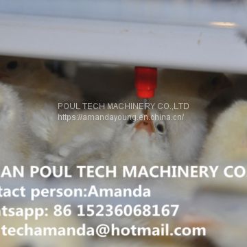 Zambia Poultry Farm Battery Small Layer Cage &  Poultry Cage with Automatic Feeding Machine in Brooding Room