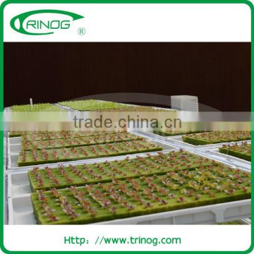 NFT hydroponics system for growing lettuce
