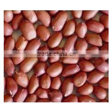 New indian Red Peanut Kernels