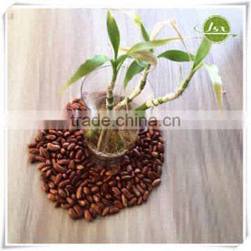 JSX Wholesale Supply Xinjiang Round Light Speckled Kidney Beans