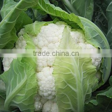 HCF11 Confen heat resistent F1 hybrid cauliflower seeds