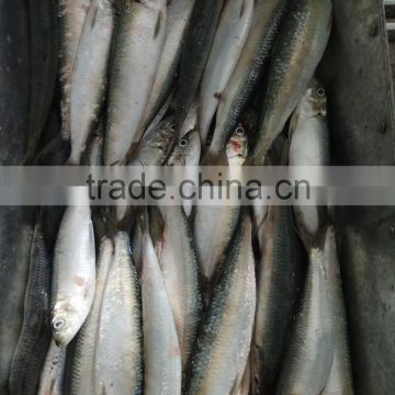 Low price canned fish sardine frozen sardine for canning good-quality