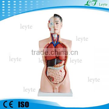 XC-201 85CM 19 Parts PVC Male human anatomy torso model