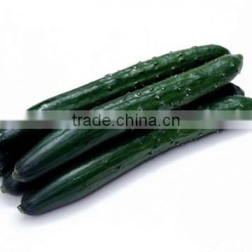 HCU11 Xiang 21 to 23cm in length,chinese F1 hybrid cucumber seeds in vegetable seeds