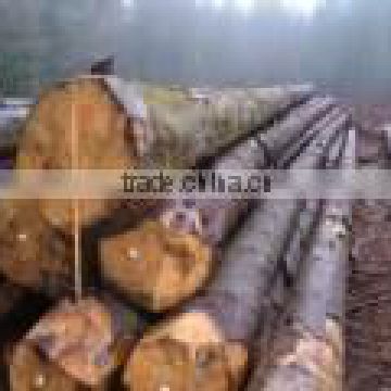 Spruce Logs