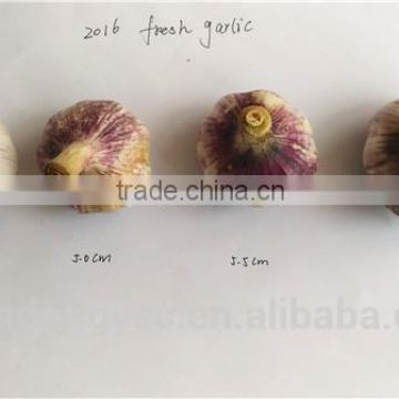 natural chinese elephant garlic