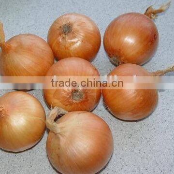 chinese yellow onion