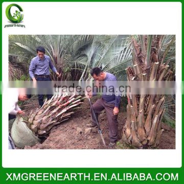 Butia capitata palms trunk height 1.5m (2)