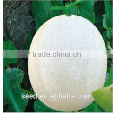 Balan chinese green flesh and white skin melon seeds