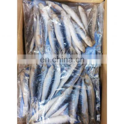 OEM small packing IQF wr sardine fish for fishing