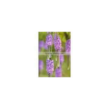 Vervain Extract Powder 4:1 Water Soluble