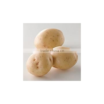 Holland Seed Potato from Pakistan