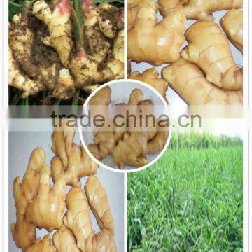 Certified GAP 300g/350g FRESH GINGER