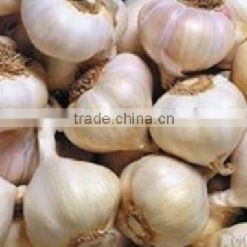 High Quality 100% Nature Organic Garlic Extract Allicin HPLC 0.3%-1% Alliin HPLC 5%                        
                                                Quality Choice