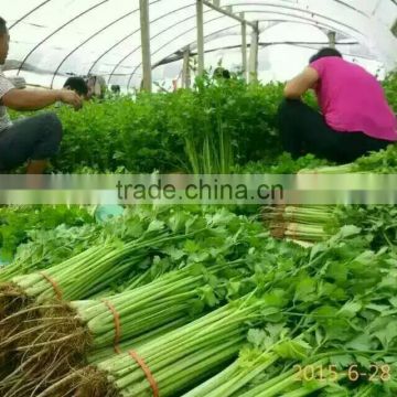 2016 hot sale fast growth small celery seeds for growing-125