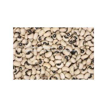 Navy Bean Good Quality