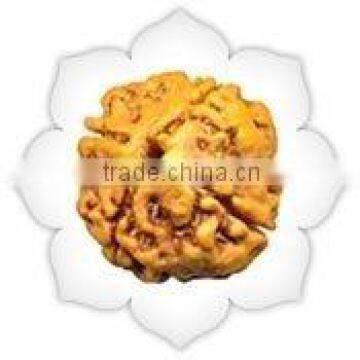 Four Mukhi Rudraksha