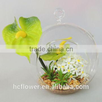 round glass ball plant anthurium for gift