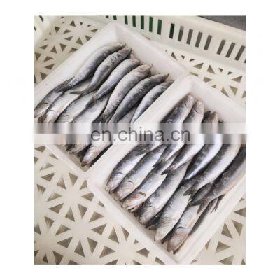 Good price anchovies block wholesale frozen anchovy