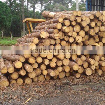 SOUTHERN YELLOW PINE TAEDA LOGS