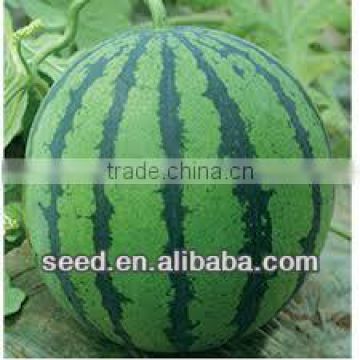 Round Honey Hybrid F1 watermelon seed