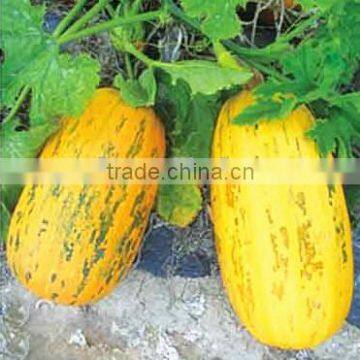 Yellow Acer short tendril seed zucchini seeds