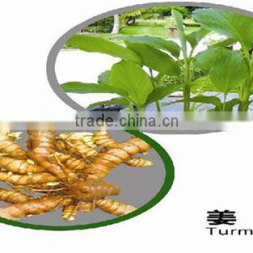 Turmeric Extract, Curcumin 95%