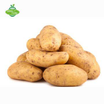 Hot Sale Organic Fresh Potato