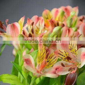 Gift hotsell alstroemeria flowers