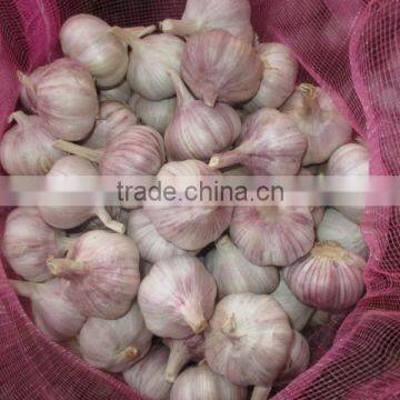 jinxiang garlic sales,garlic for new market,garlic