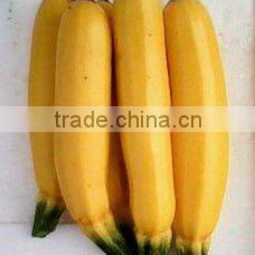 JINPI chinese long shape high yield squash seeds
