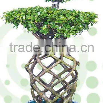 ficus microcarpa basket 2 layers