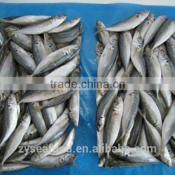 Frozen Horse Mackerel china supplier 140-160g