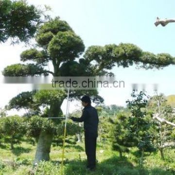 Japanese Podocarpus macrophyllus Bonsai tree