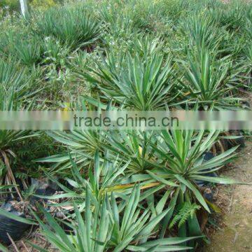 Yucca smalliana Fern.