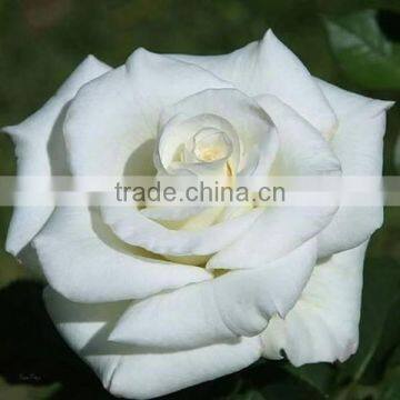 Different types of cut flowers rose directly order from China