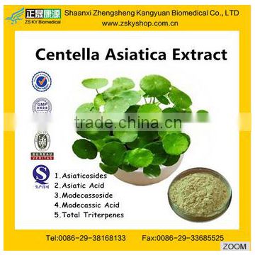 GMP manufacturer supply Cosmetics moisturizer raw material 20% 40% 50% Gotu Kola Extract centella asiatica extract