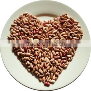 JSX for sprout pinto beans Pure Premium new crop light speckled kidney beans
