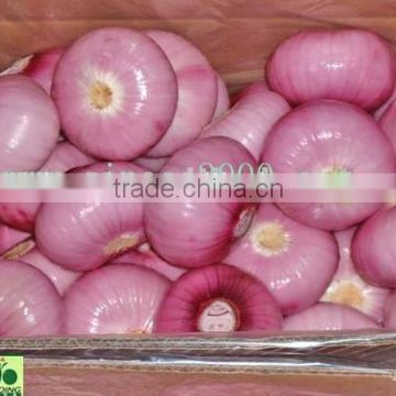 new crop 2015 fresh onion