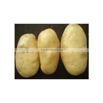 2012 Chinese Fresh Potato