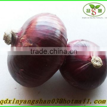 2015 RED ONIONS/Red Onion/Fresh Red Onion/Onion
